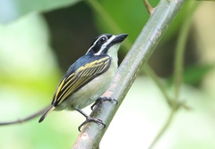 Pogoniulus subsulphureus