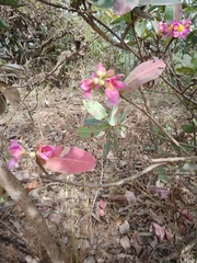 Kielmeyera rubriflora