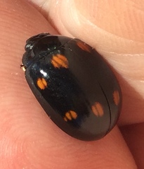 Paropsisterna octosignata