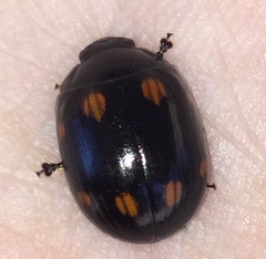 Paropsisterna octosignata