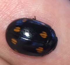 Paropsisterna octosignata