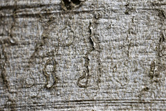 Zimmermannia liebwerdella