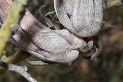 Tillandsia circinnatioides