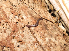 Spirobolellus antipodarus