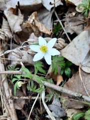 Anemonoides nemorosa