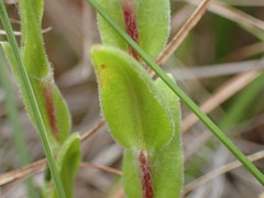 Helichrysum adenocarpum ammophilum