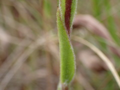 Helichrysum adenocarpum ammophilum
