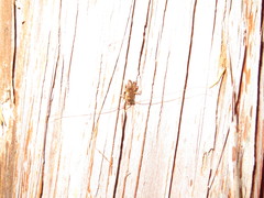 Hemiandrus pallitarsis