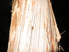 Hemiandrus pallitarsis