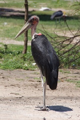 Leptoptilos crumenifer