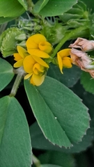 Medicago polymorpha