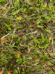 Plantago novae-zelandiae