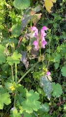 Lamium maculatum