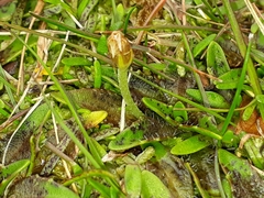 Plantago novae-zelandiae