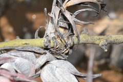 Tillandsia circinnatioides