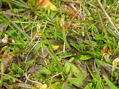 Plantago novae-zelandiae