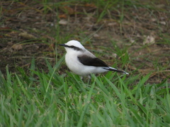 Fluvicola nengeta