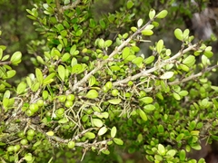 Coprosma dumosa
