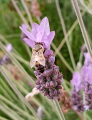 Apis mellifera