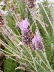 Apis mellifera