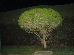 Angiospermae