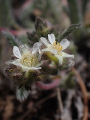 Ivesia argyrocoma