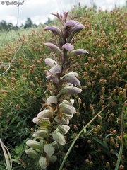 Acanthus syriacus