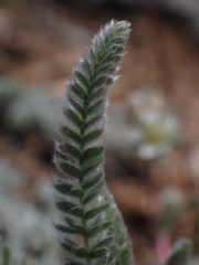 Ivesia argyrocoma