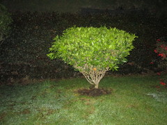 Angiospermae