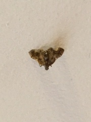 Scenedra decoratalis