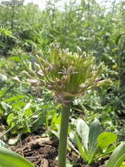 Allium schubertii