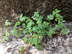 Oxalis