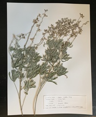 Lupinus caudatus