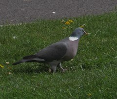 Columba palumbus