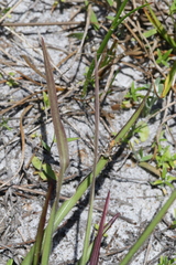 Melanoplus rotundipennis