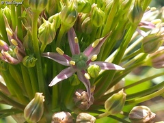 Allium schubertii