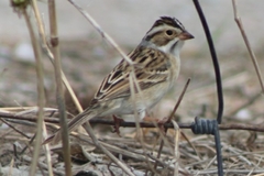 Spizella pallida