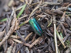 Eurythyrea austriaca