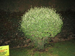 Angiospermae