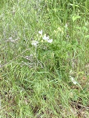 Zephyranthes drummondii