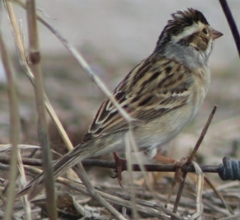 Spizella pallida