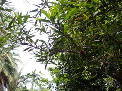 Lithocarpus dodonaeifolius