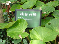 Lithocarpus dodonaeifolius