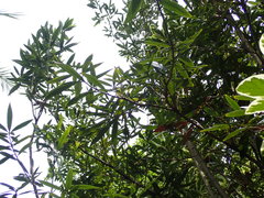 Lithocarpus dodonaeifolius