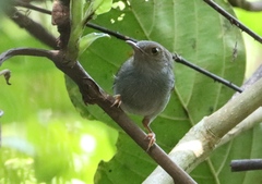 Macrosphenus concolor