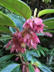 Nematanthus tessmannii