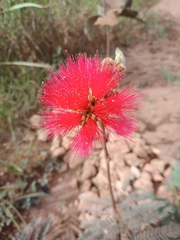 Calliandra dysantha
