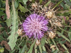 Centaurea raphanina mixta