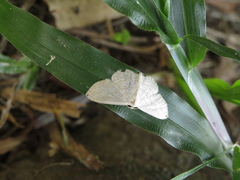 Lepidoptera