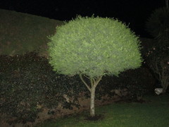 Angiospermae